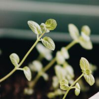 Container Gardening