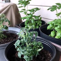 Herb Gardening