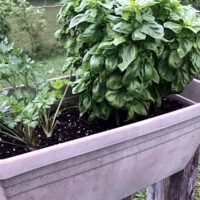 Herb Gardening