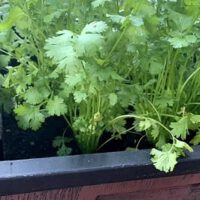 Herb Gardening