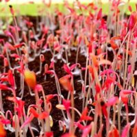 Indoor Microgreens