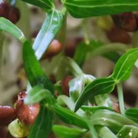 Indoor Microgreens