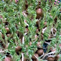 Indoor Microgreens