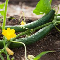 vegetable gardening