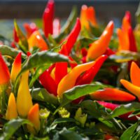 vegetable gardening