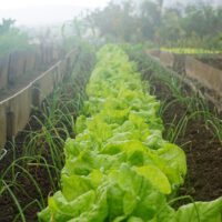 vegetable gardening