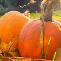 vegetable gardening