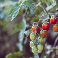 vegetable gardening