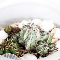 Terrarium