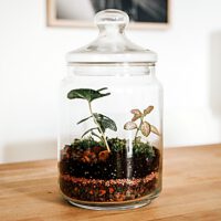 Terrarium