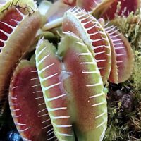 Carnivorous Plants