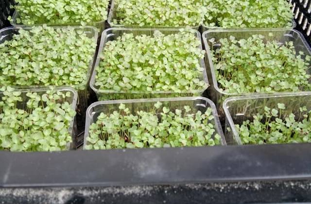 Harvest How Toharvest Microgreen Seeds Easily