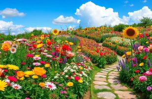 flower garden